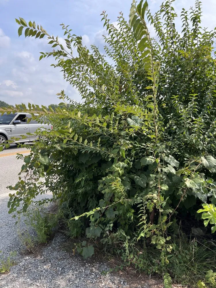 Local yard cleanup service in Indianapolis, IN by Whitehouse Junk Removal Cleaning And Lawn Care