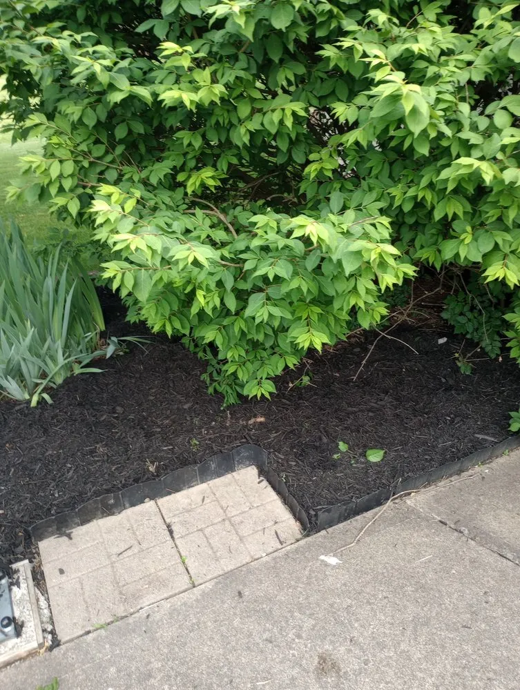 Local yard cleanup service for beautiful yards across Indianapolis, IN - Whitehouse Junk Removal Cleaning And Lawn Care