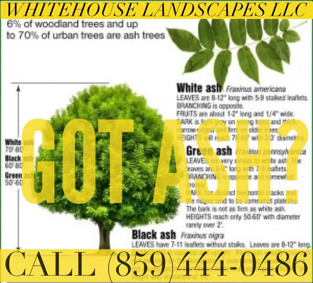 Top-rated yard cleanup service in Florence, KY by WhiteHouse landscapes