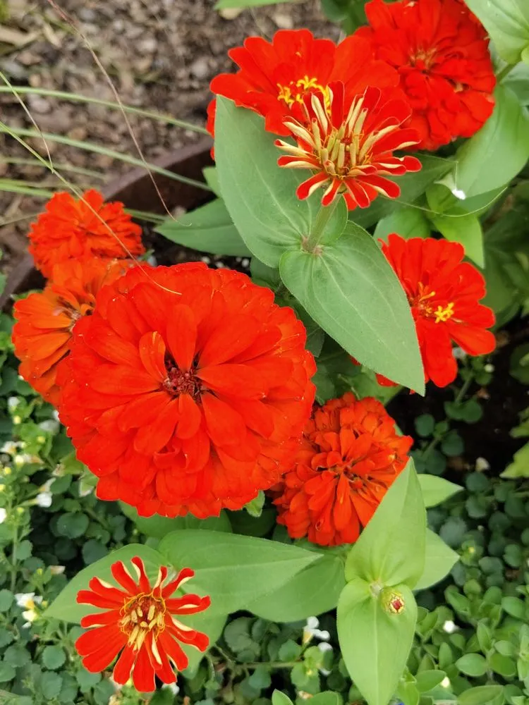 Reliable residential landscaping for outdoor upgrades across Gallatin, TN - Whites Home Services