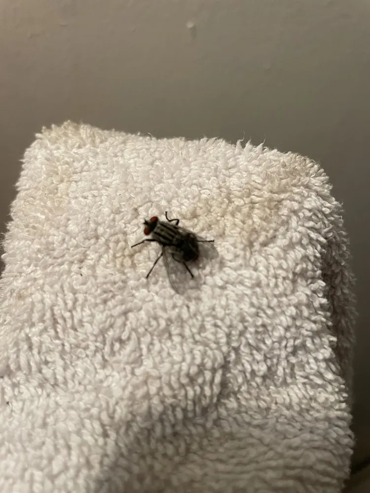 Local yard cleanup service for beautiful yards in Cottonwood, AL by White’s Outdoor