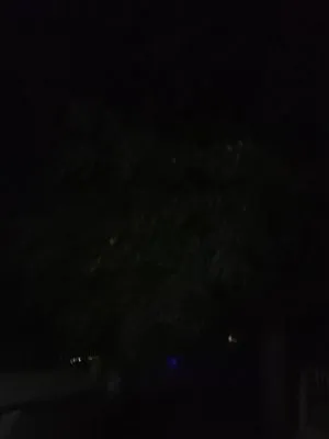 Whites Tree And Lawn Service Logo