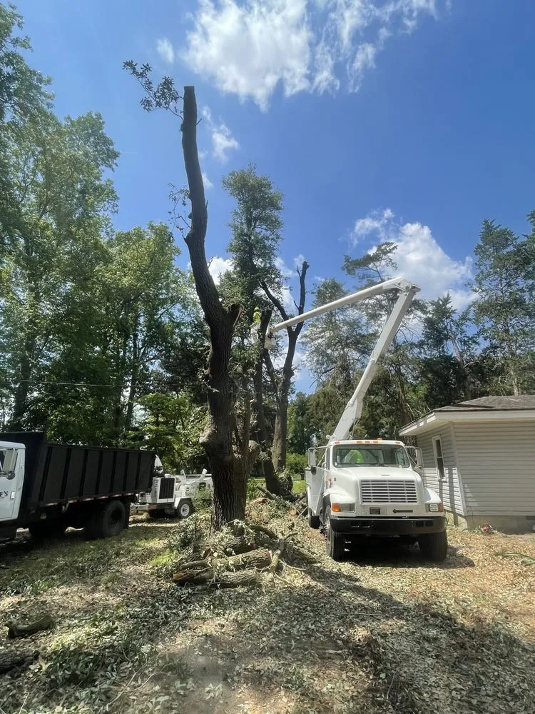 Trusted landscaping services experts serving Faison, NC - White's Tree Removal & Hauling