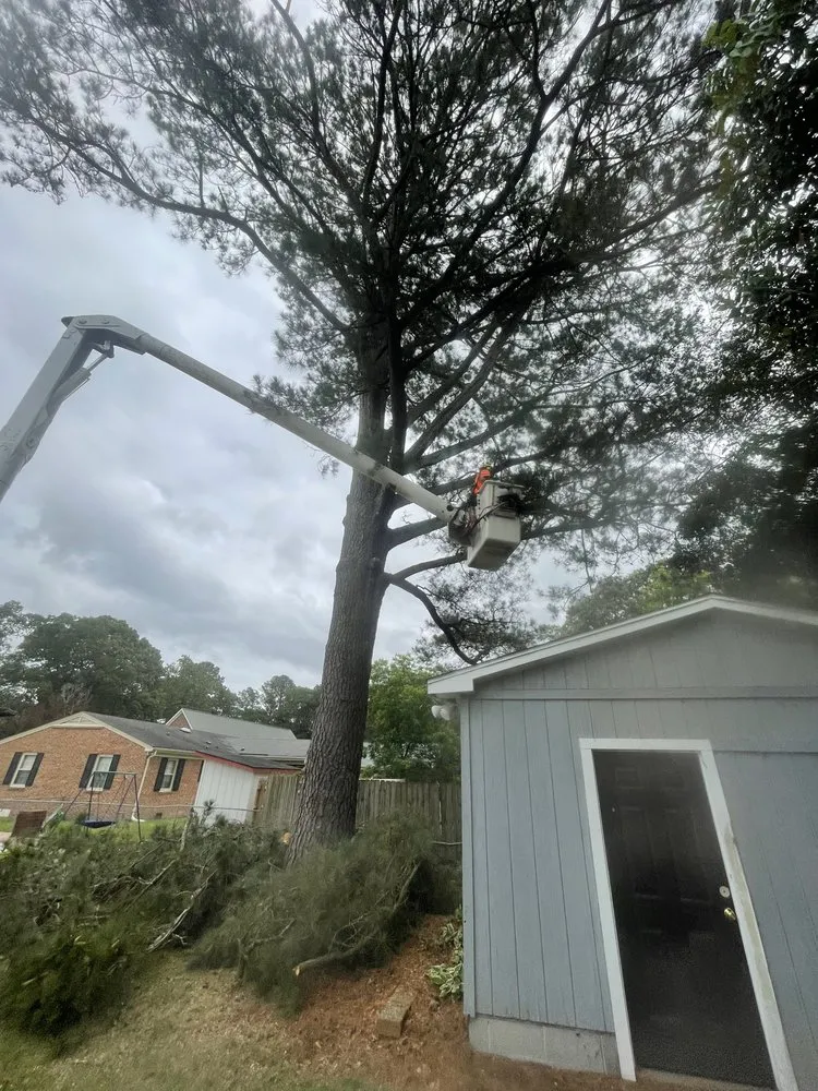 Top-rated yard maintenance in Faison, NC - White's Tree Removal & Hauling