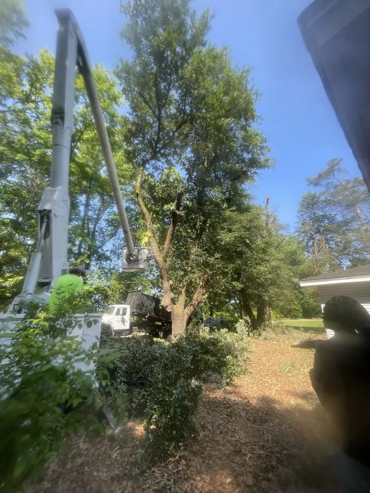 Local yard maintenance in Faison, NC - White's Tree Removal & Hauling