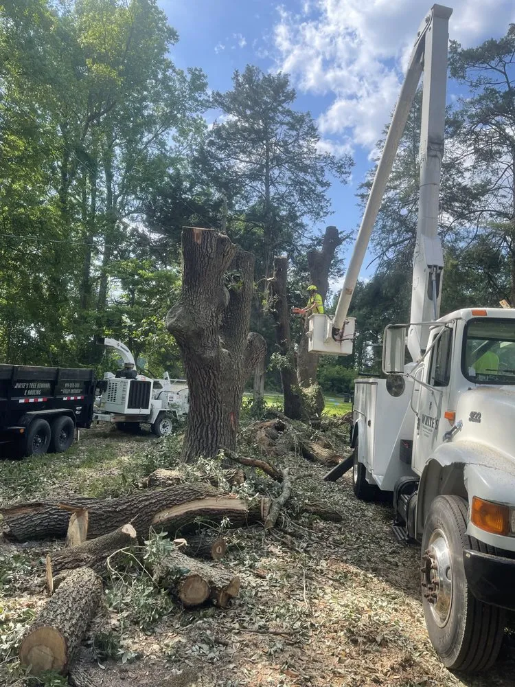 Trusted landscaping services in Faison, NC by White's Tree Removal & Hauling