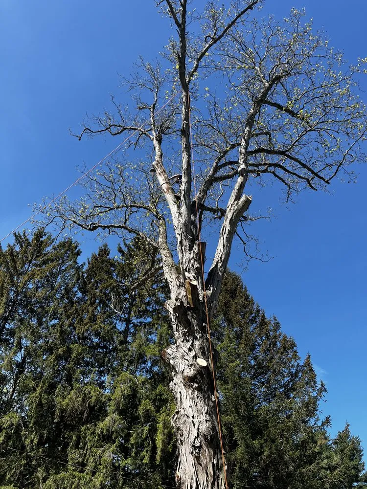 Top-rated lawn mowing service in Warwick, NY - Whitetail Landscaping & Tree Service