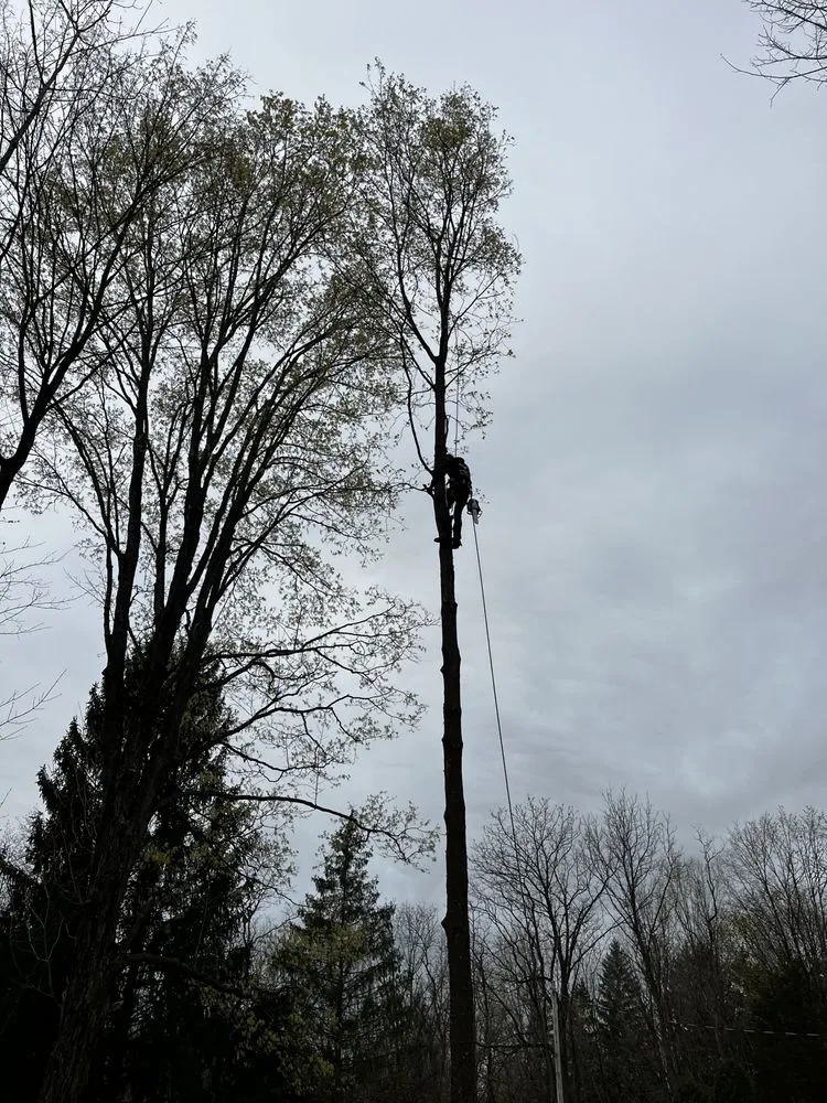 Reliable landscape design in Warwick, NY by Whitetail Landscaping & Tree Service