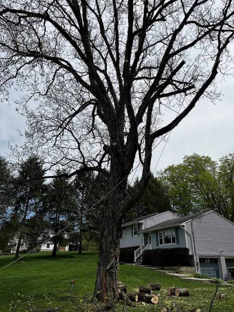 Reliable yard cleanup service with custom design in Warwick, NY by Whitetail Landscaping & Tree Service