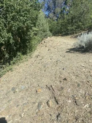 Whitetail Landscaping Logo