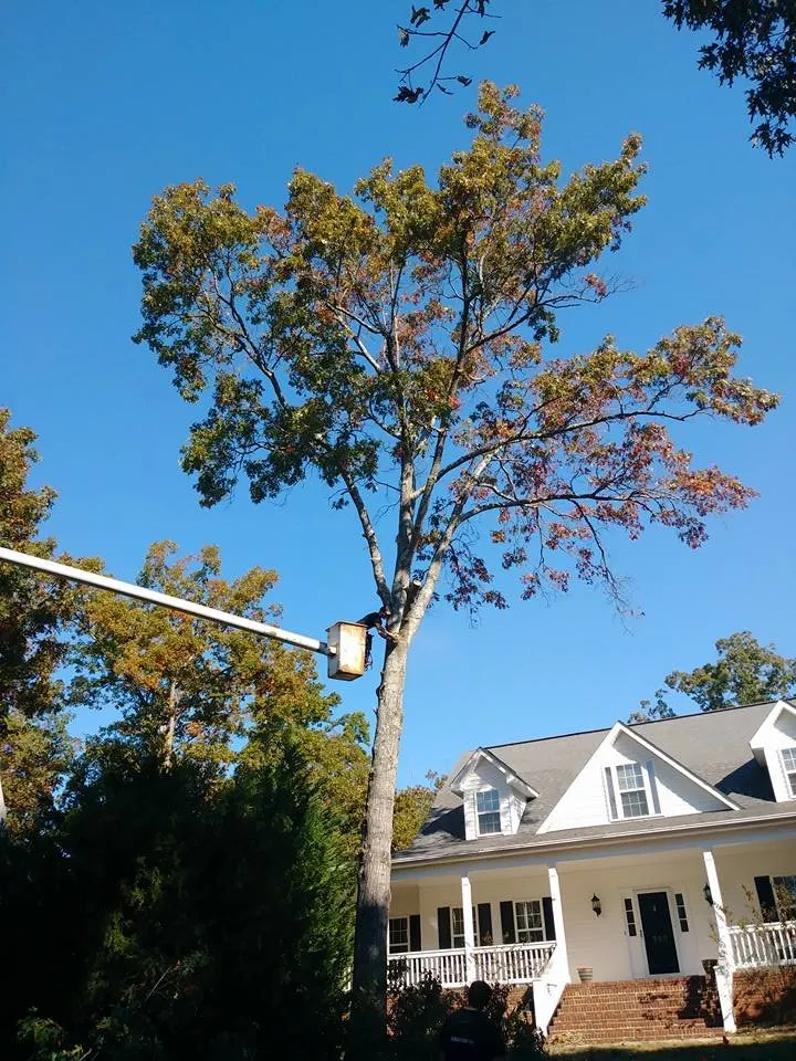 Custom yard maintenance experts serving Pendelton, SC - Whitfield Land and Tree