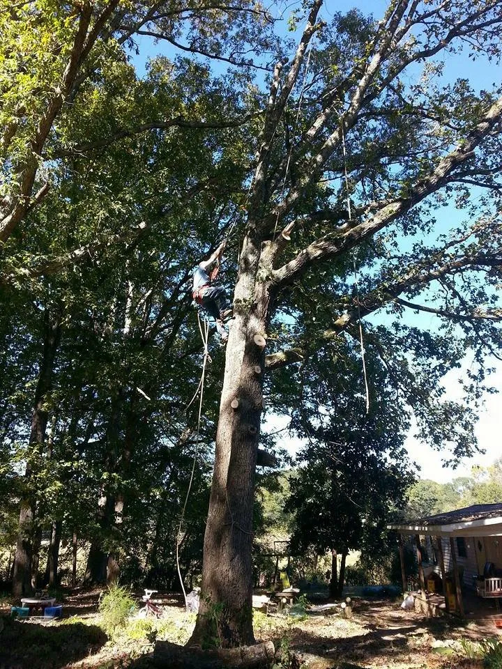 Professional yard maintenance for outdoor upgrades across Pendelton, SC - Whitfield Land and Tree