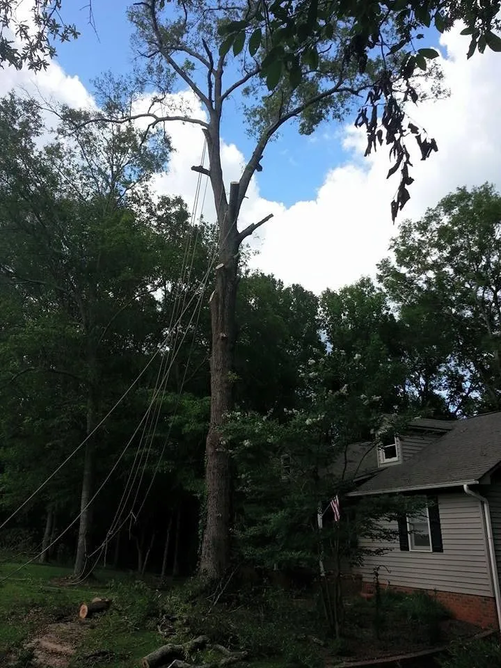 Custom lawn care service experts serving Pendelton, SC - Whitfield Land and Tree