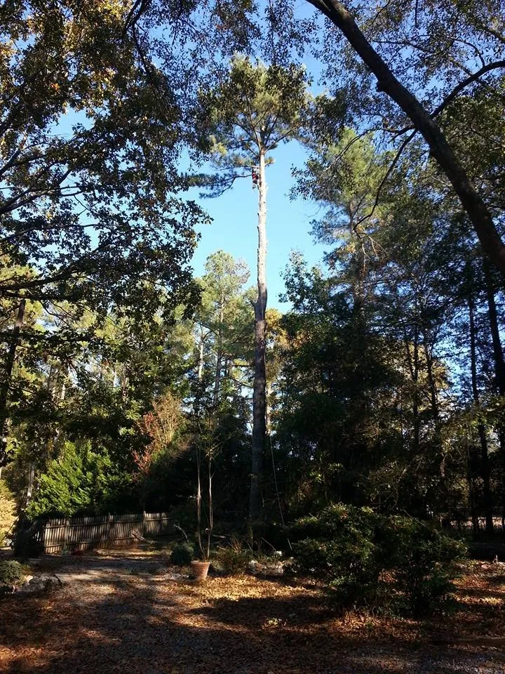 Professional outdoor landscaping in Pendelton, SC by Whitfield Land and Tree