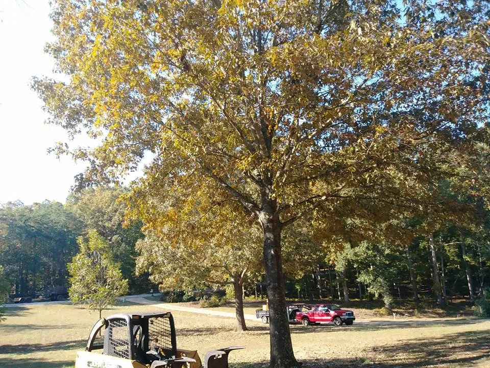 Professional yard cleanup service in Pendelton, SC - Whitfield Land and Tree