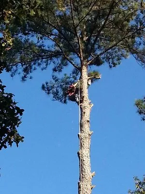 Whitfield Land and Tree