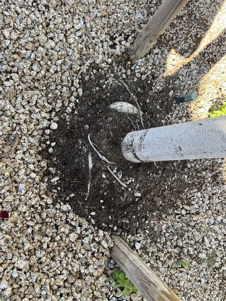 Reliable landscaping services for year-round maintenance across Phoenix, AZ - Whitfill Nurseries