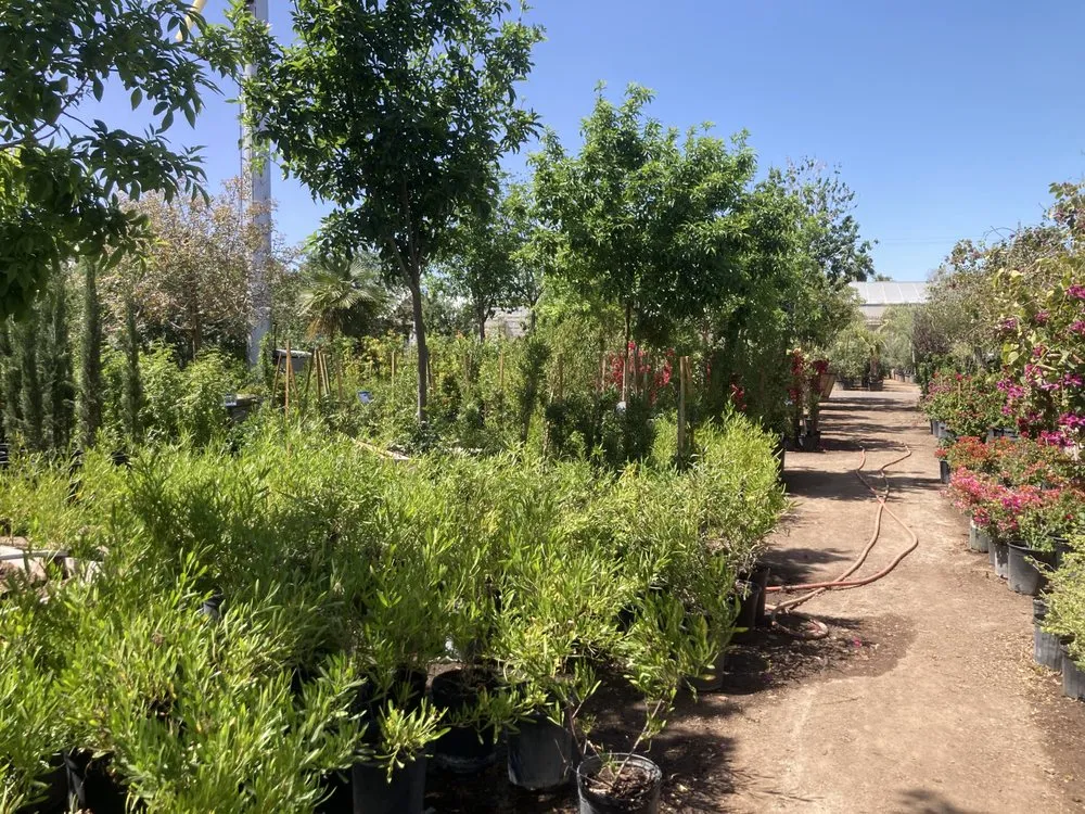 Expert yard cleanup service experts serving Phoenix, AZ - Whitfill Nurseries