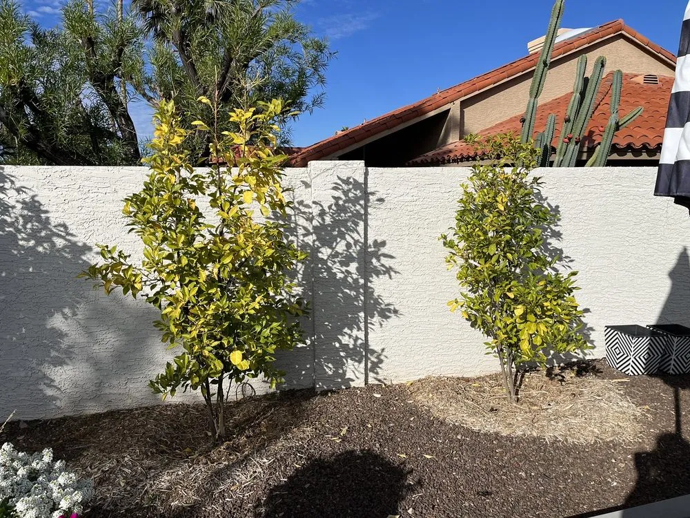 Reliable outdoor landscaping in Phoenix, AZ by Whitfill Nurseries