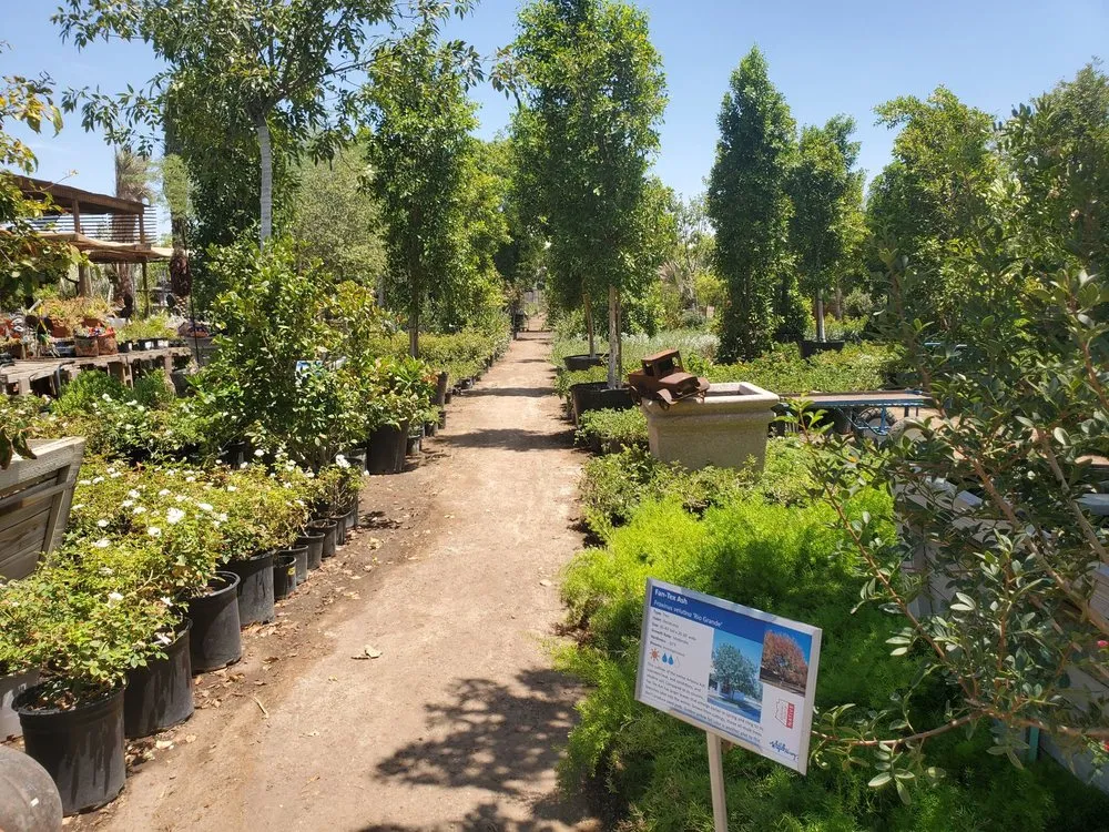 Custom residential landscaping for year-round maintenance in Phoenix, AZ by Whitfill Nurseries