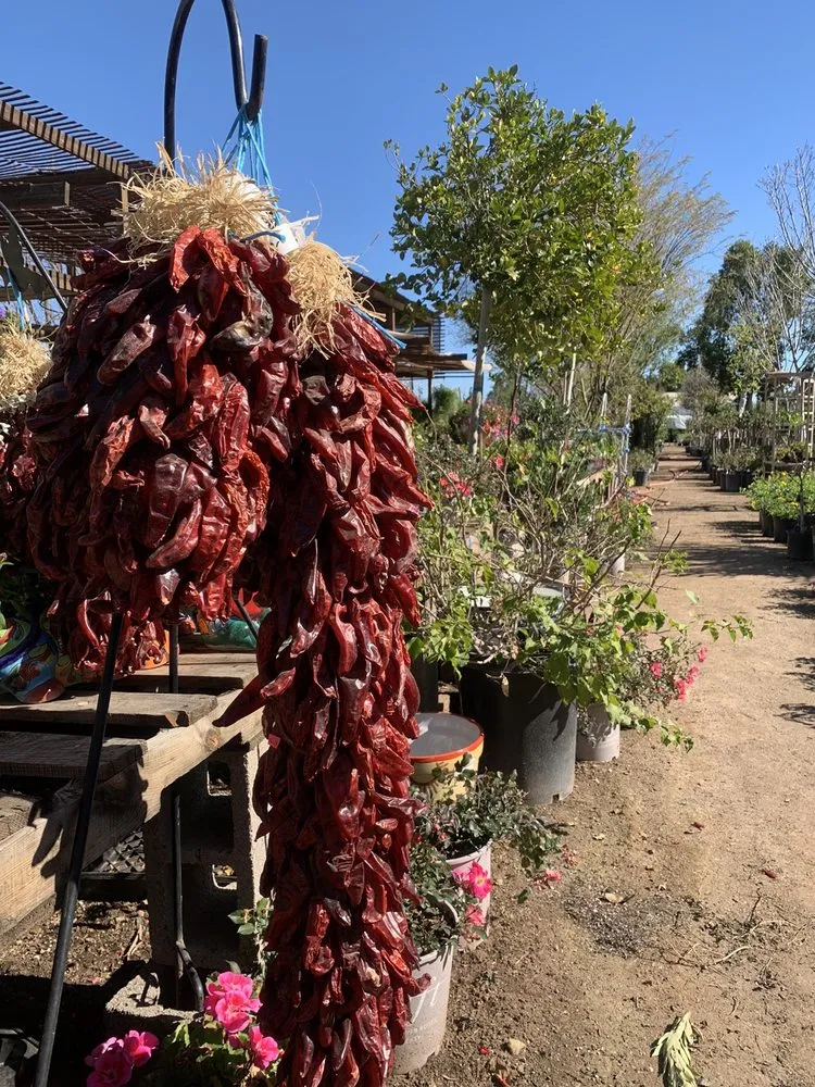 Professional lawn mowing service experts serving Phoenix, AZ - Whitfill Nurseries