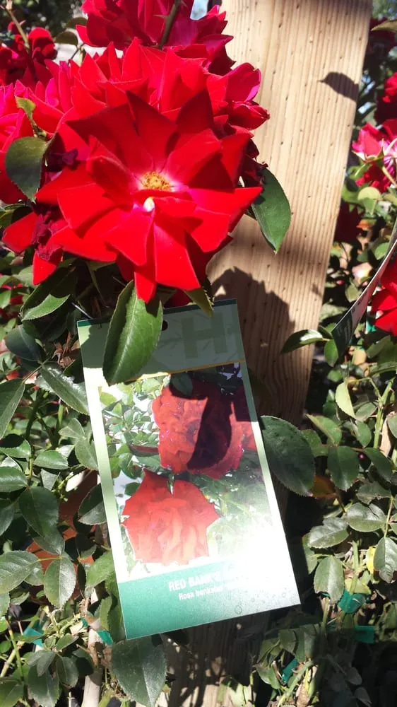 Local garden landscaping in Phoenix, AZ by Whitfill Nurseries