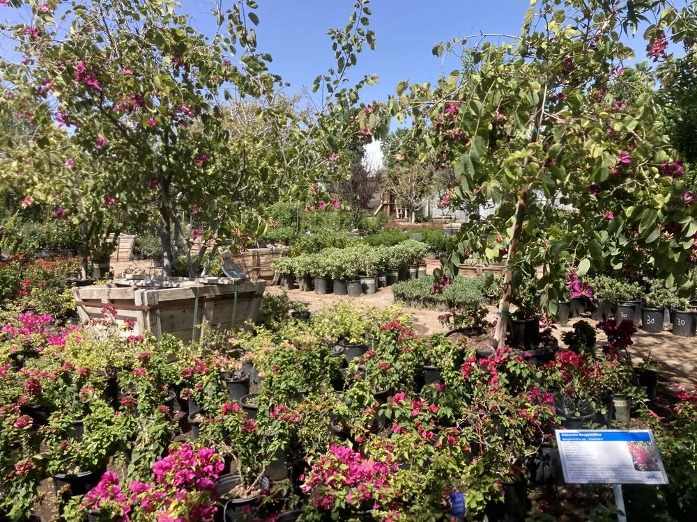 Trusted lawn care service in Phoenix, AZ by Whitfill Nurseries