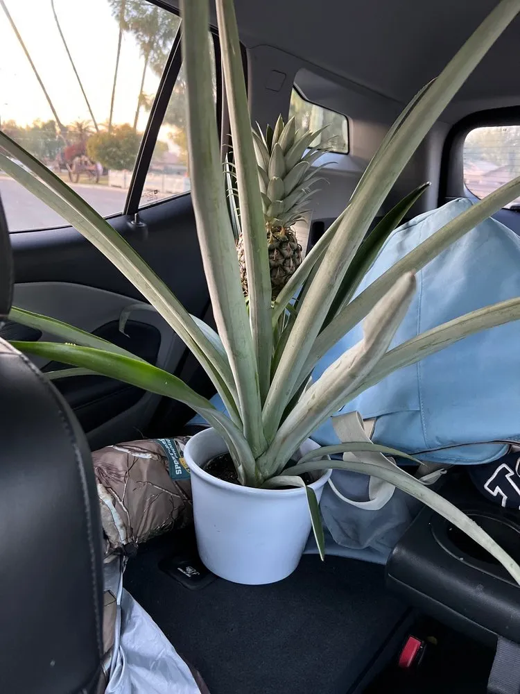 Affordable yard maintenance in Phoenix, AZ by Whitfill Nurseries