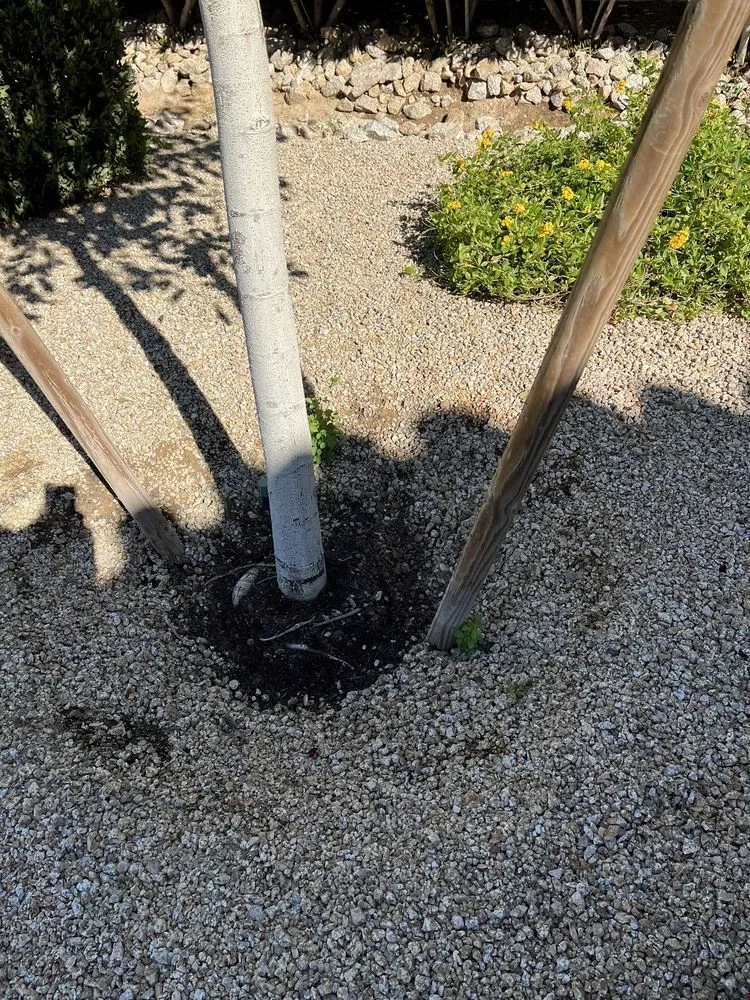 Custom outdoor landscaping in Phoenix, AZ by Whitfill Nurseries