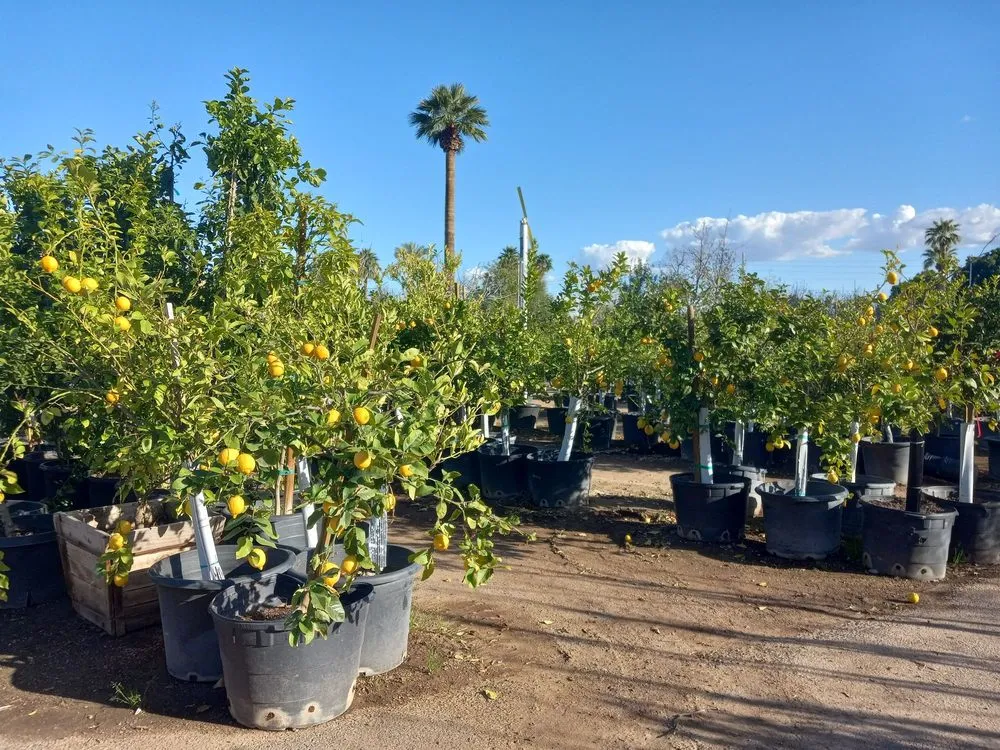 Affordable outdoor landscaping in Phoenix, AZ by Whitfill Nursery