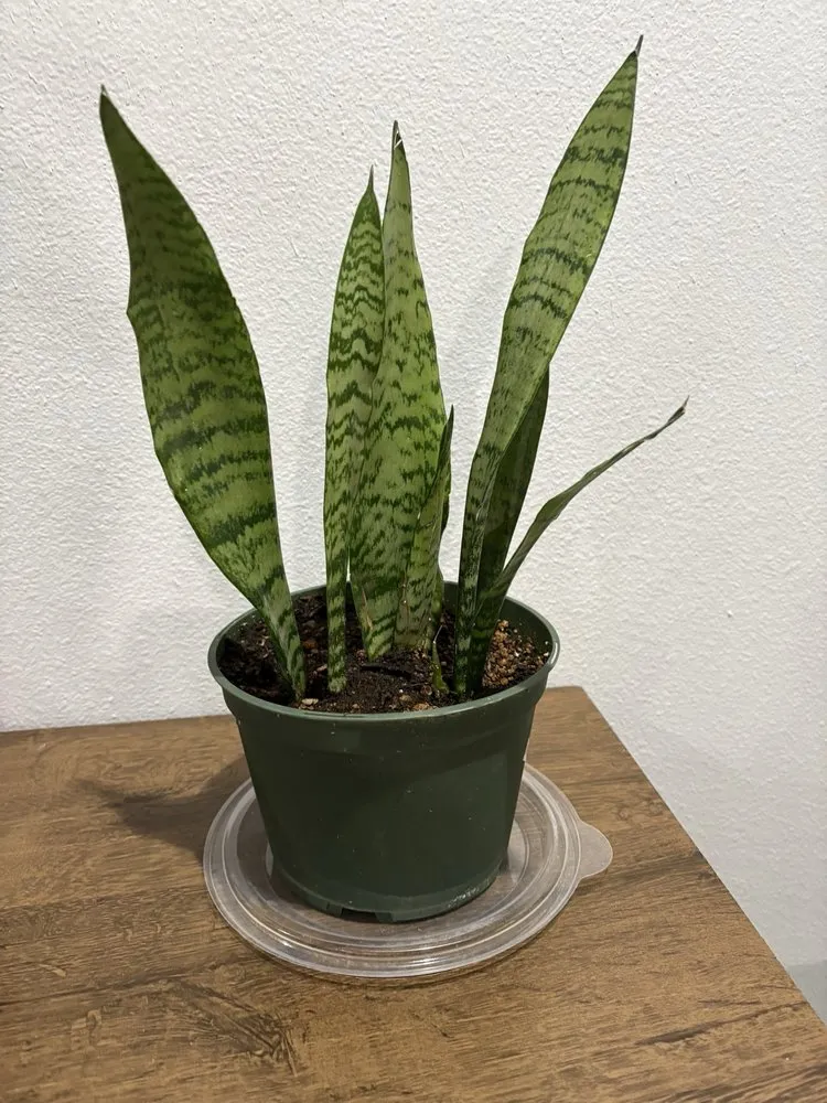 Reliable yard cleanup service near you in Phoenix, AZ by Whitfill Nursery