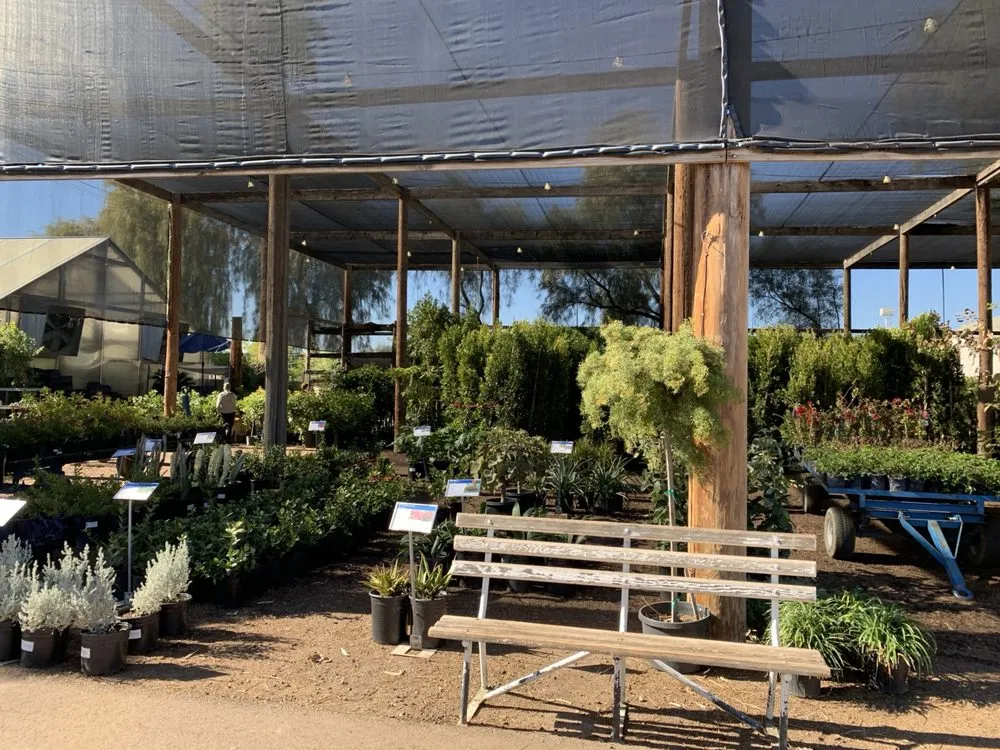 Top-rated lawn care service experts serving Phoenix, AZ - Whitfill Nursery