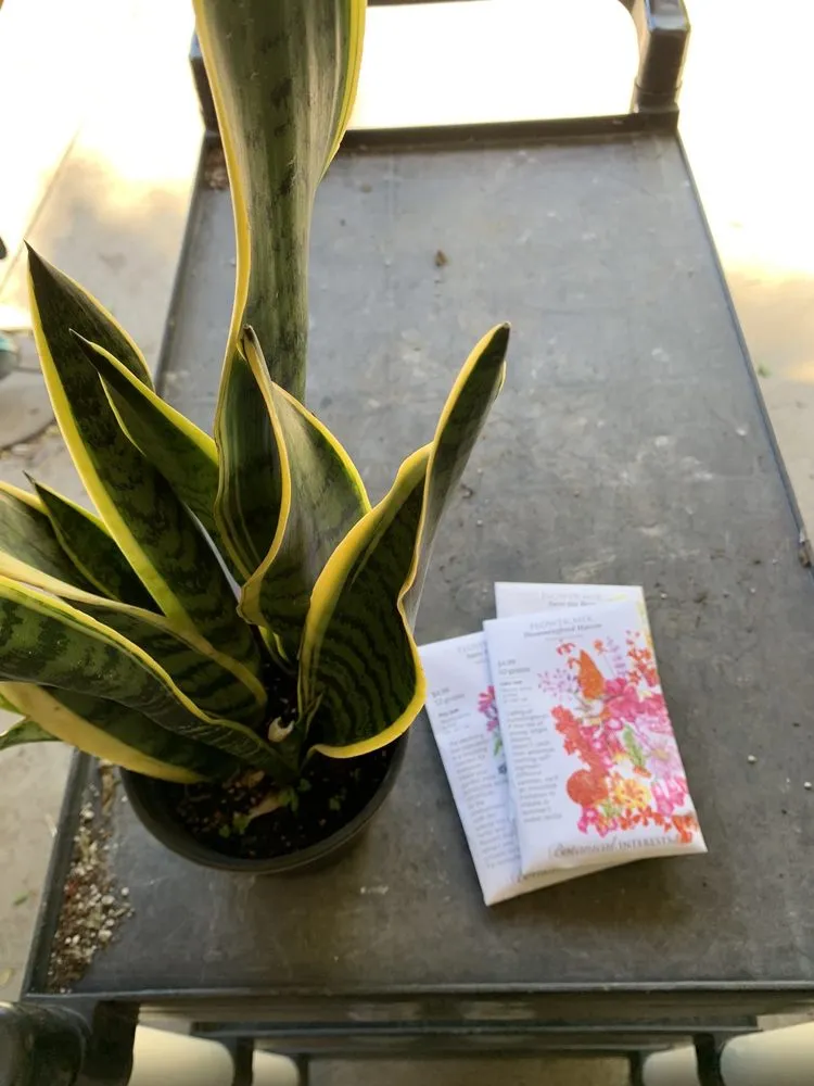 Trusted landscape installation for homes in Phoenix, AZ by Whitfill Nursery