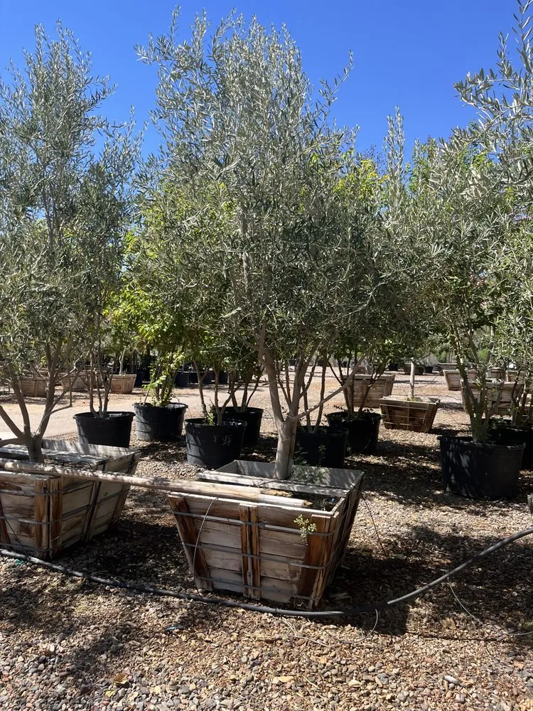 Top-rated yard cleanup service experts serving Phoenix, AZ - Whitfill Nursery