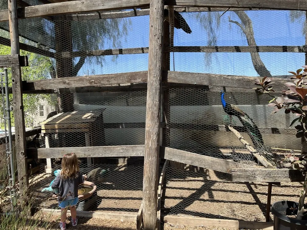 Custom yard maintenance with custom design across Phoenix, AZ - Whitfill Nursery