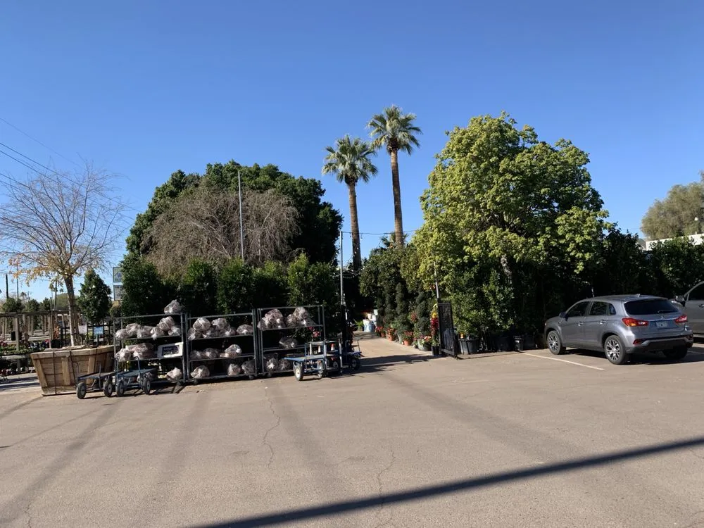 Professional landscape installation for beautiful yards across Phoenix, AZ - Whitfill Nursery