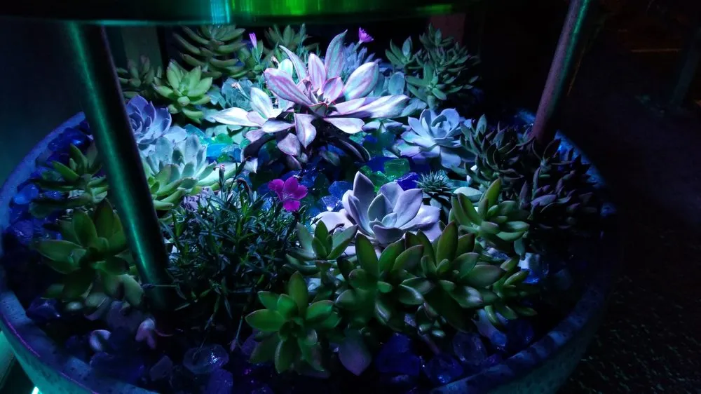 Reliable landscape installation in Los Angeles, CA - Whitney LAndscape LA