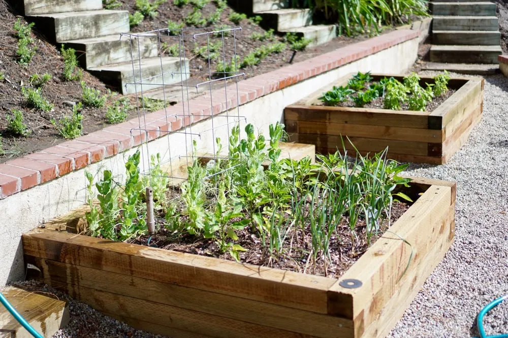 Local landscaping services for beautiful yards in Los Angeles, CA by Whitney LAndscape LA