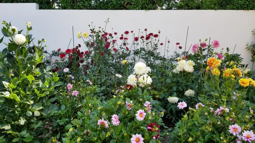 Professional yard cleanup service in Los Angeles, CA - Whitney LAndscape LA