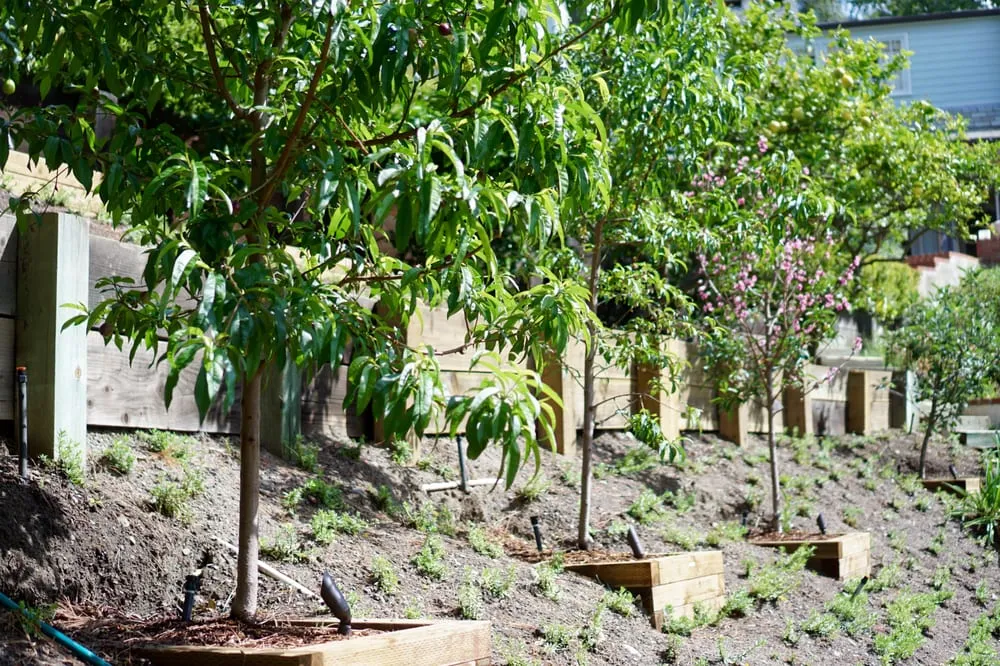 Trusted garden landscaping in Los Angeles, CA - Whitney LAndscape LA