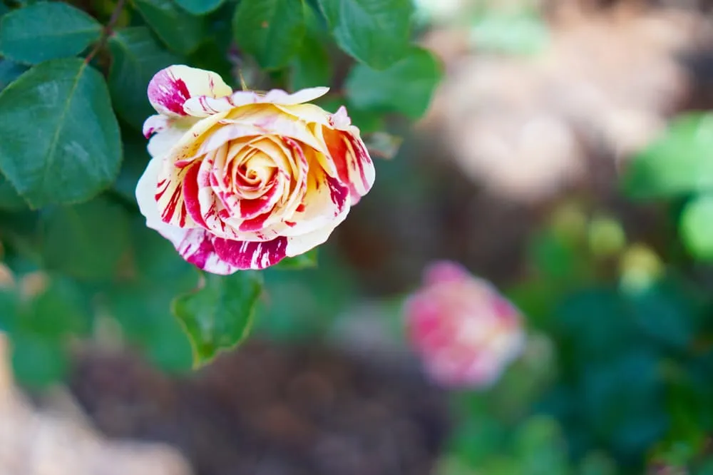 Professional garden landscaping for outdoor upgrades across Los Angeles, CA - Whitney LAndscape LA