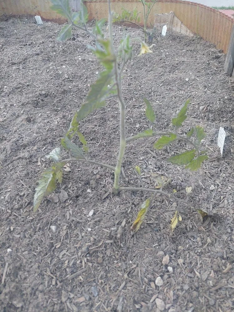 Local lawn care service in Pico Rivera, CA by Whittier Fertilizer