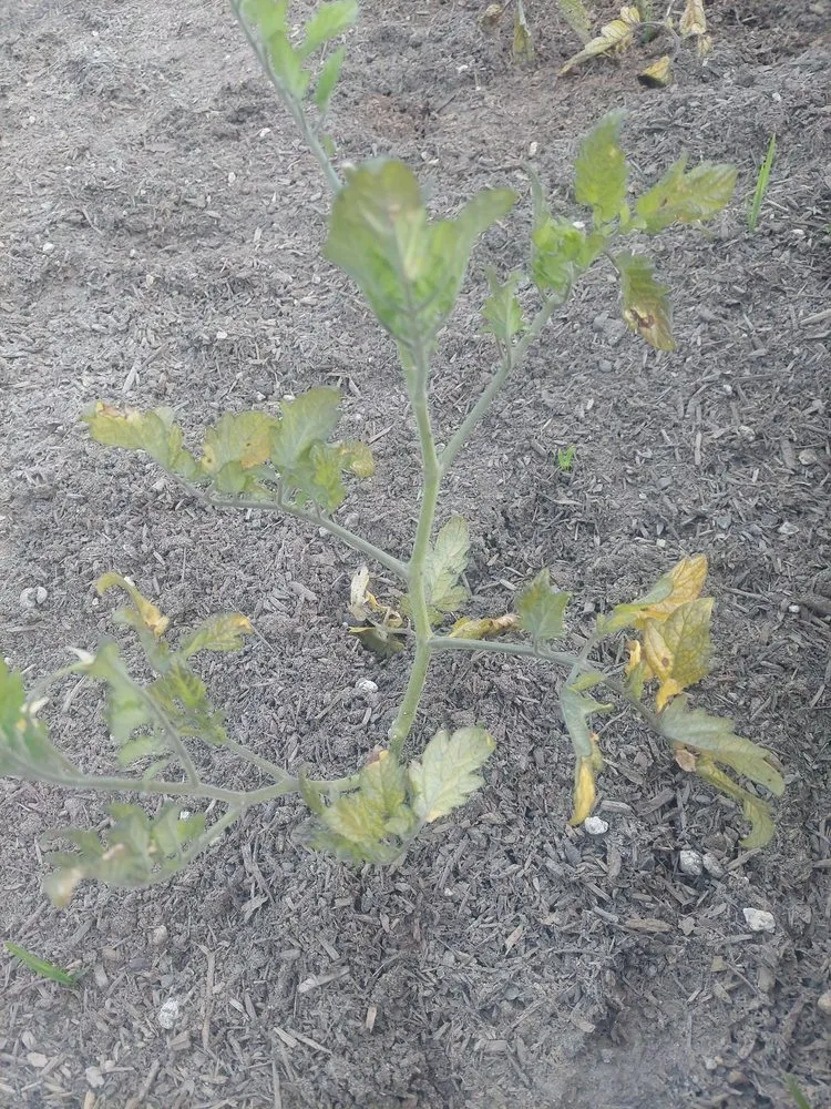 Affordable lawn mowing service with custom design across Pico Rivera, CA - Whittier Fertilizer