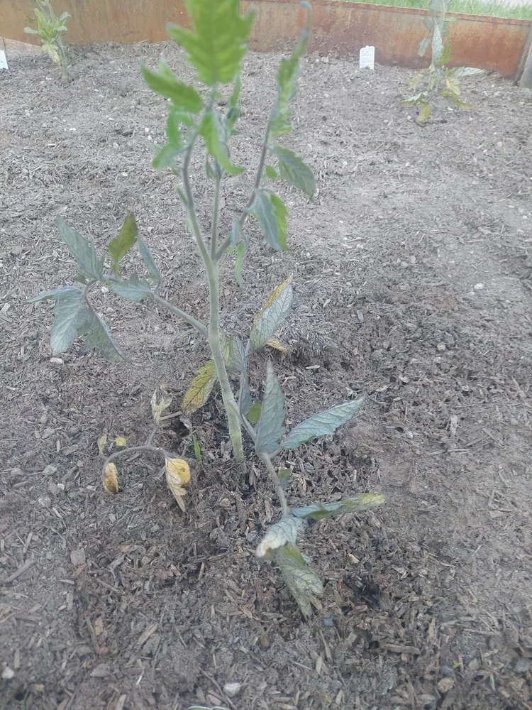 Professional outdoor landscaping for year-round maintenance in Pico Rivera, CA by Whittier Fertilizer