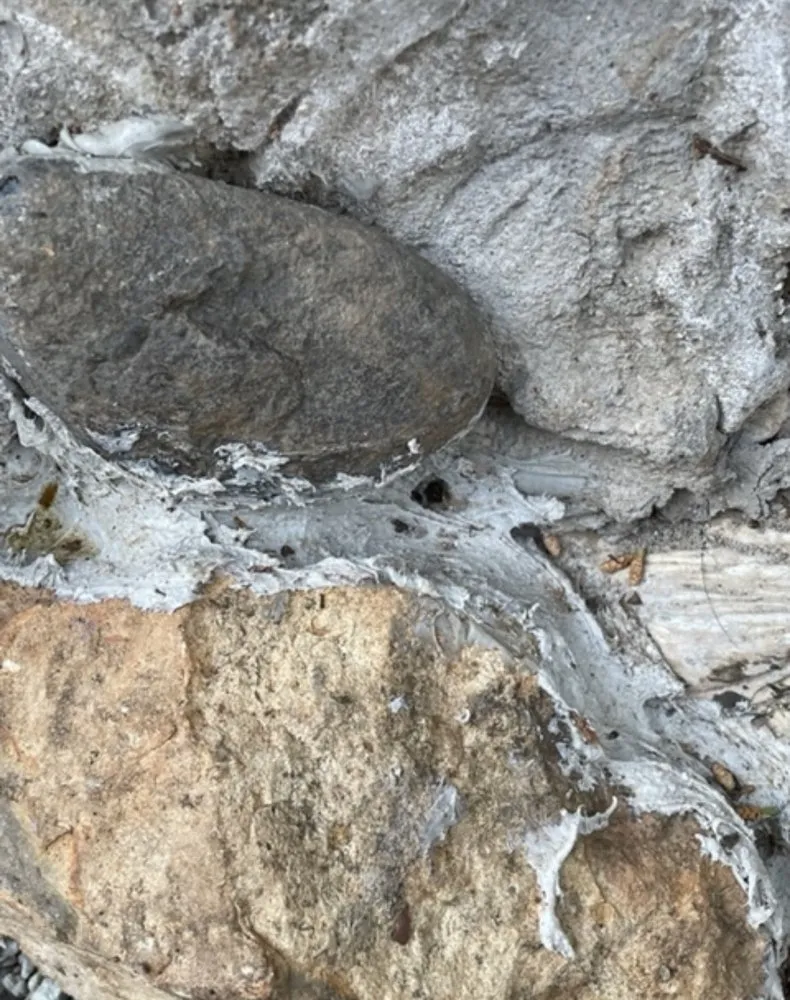 Professional lawn care service experts serving Twain Harte, CA - Whittington Professional Services