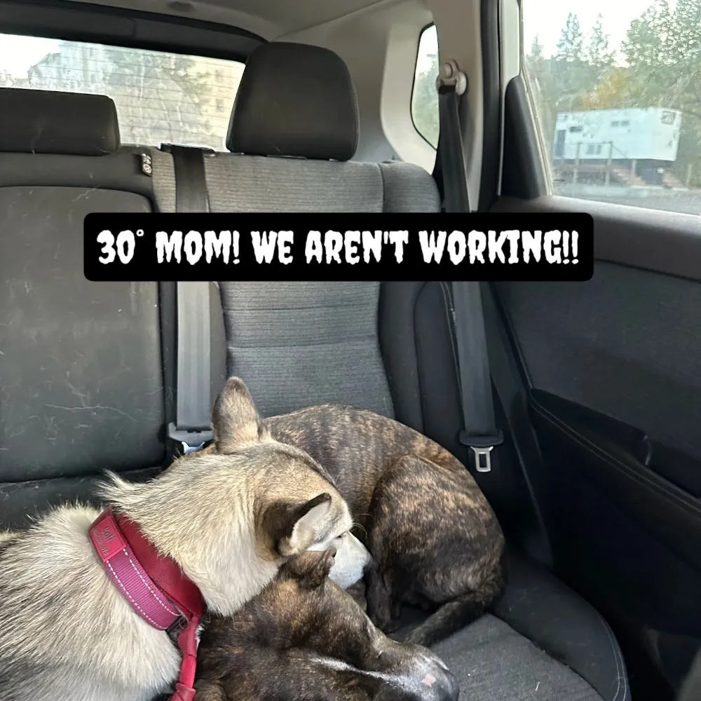 Trusted landscape installation for homes in Twain Harte, CA by Whittington Professional Services