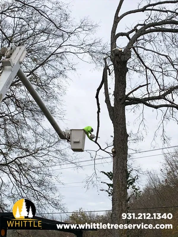 Top-rated lawn mowing service for residential properties in Lewisburg, TN by Whittle Tree Service & Forestry Mulching