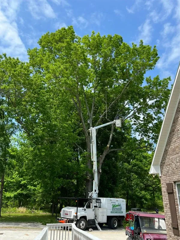 Top-rated lawn mowing service in Lewisburg, TN - Whittle Tree Service & Forestry Mulching