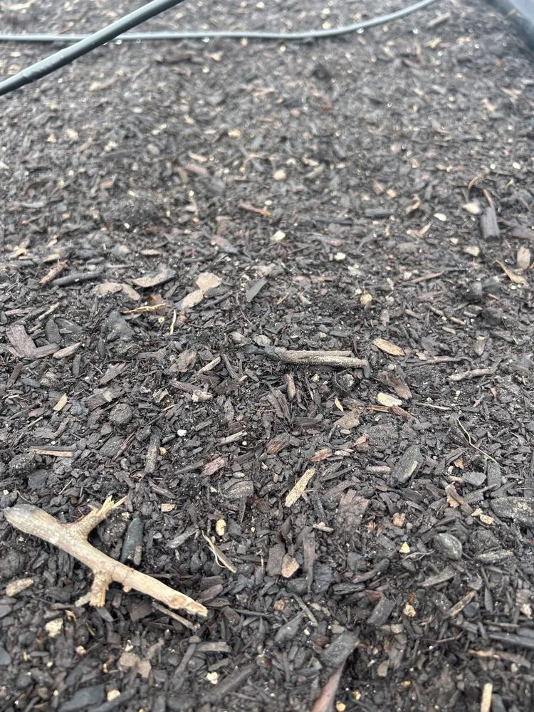 Custom outdoor landscaping in Tampa, FL - Whitwam Organics