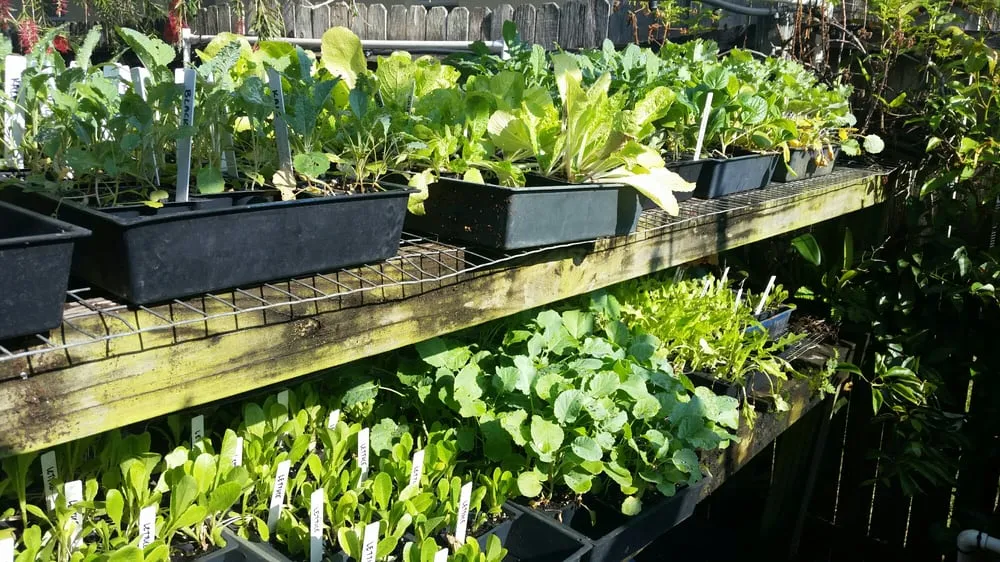 Trusted garden landscaping in Tampa, FL by Whitwam Organics